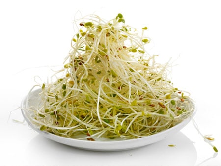 alfalafa sprouts ready to eat
