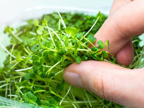 home grown broccoli sprouts
