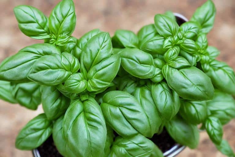 A mosquito-repellent basil plant in a pot on a wooden table.