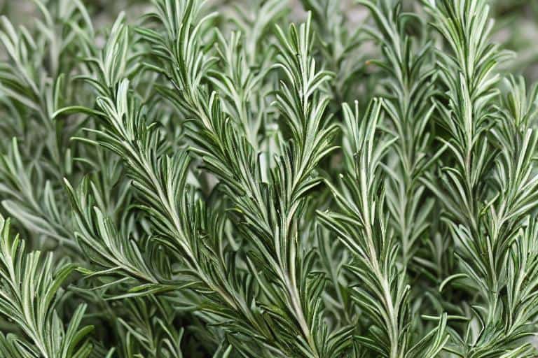 A close-up of a rosemary plant, one of the best plants for repelling mosquitoes.