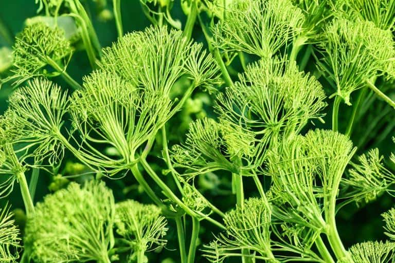 A plant with green leaves that repels mosquitoes.