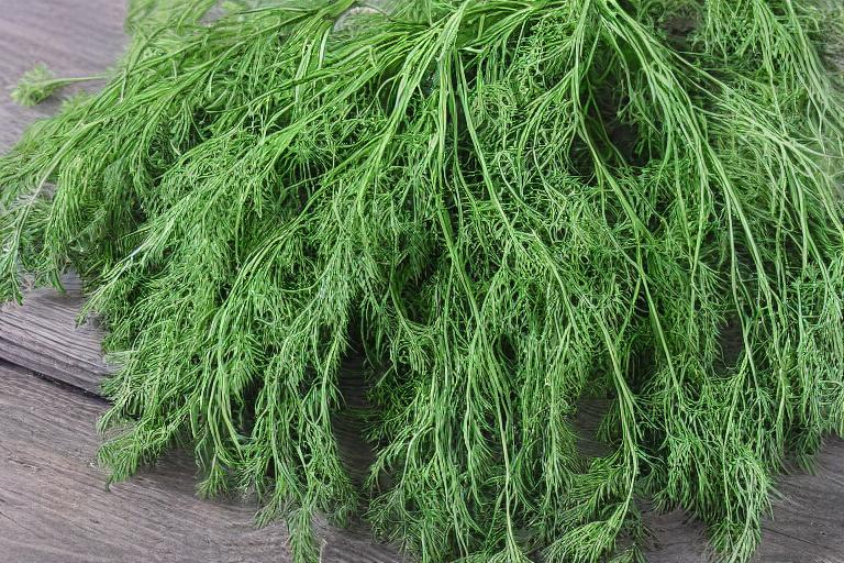 A bunch of green dill, one of the best plants for repelling mosquitoes, on a wooden table.