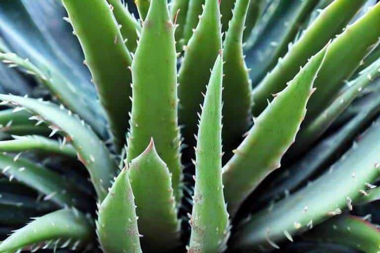 aloe vera