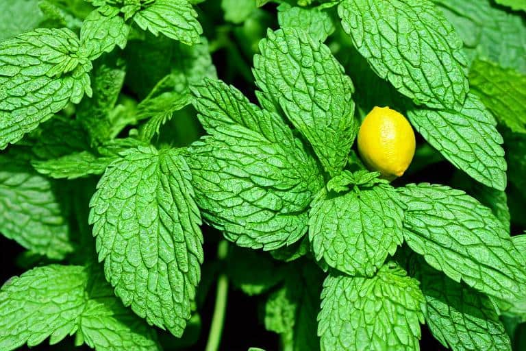 A lemon plant with green leaves, known to repel mosquitoes.