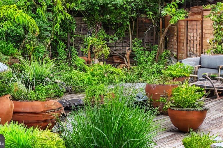 A garden with potted plants and a wooden deck, featuring the best plants for repelling mosquitoes.