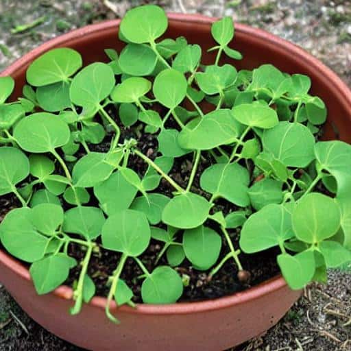 small pot, green leaves