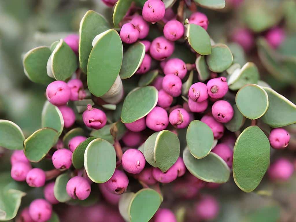 Uva Ursi for kidney cleanse