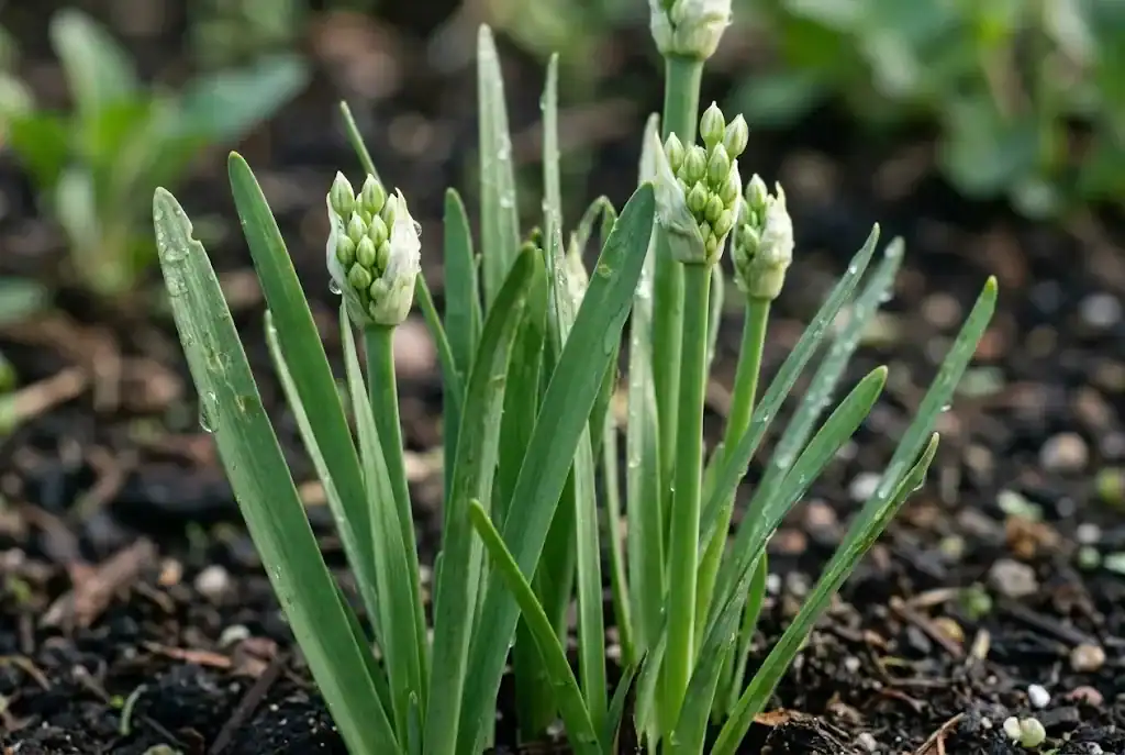 Close-up of flat green leaves and small flower buds of Allium tuberosum