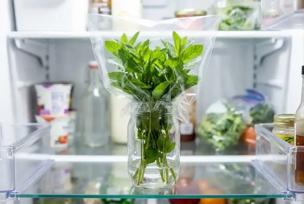 Fresh mint bouquet standing upright in a water jar with a loose plastic bag tent