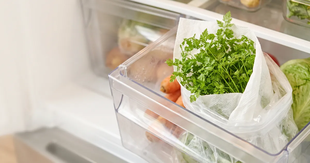 Fresh chervil wrapped in a paper towel in a refrigerator drawer