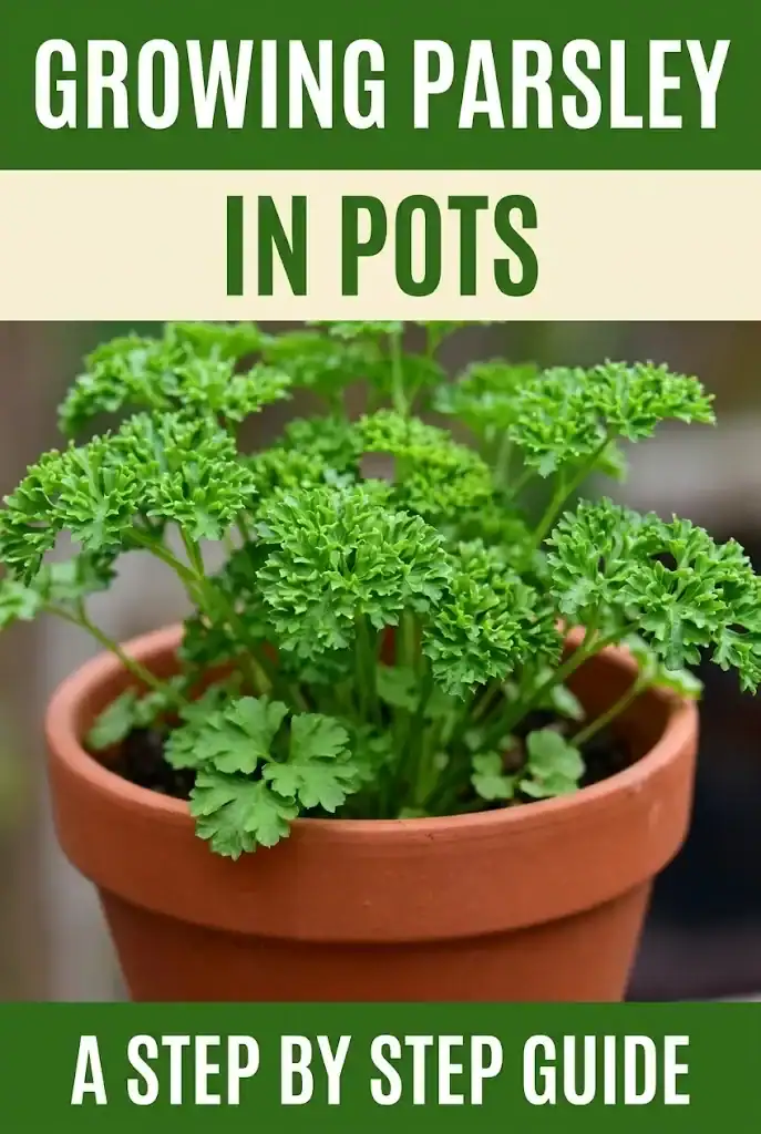 Pinterest graphic with title Growing Parsley in Pots and a step by step guide subtitle