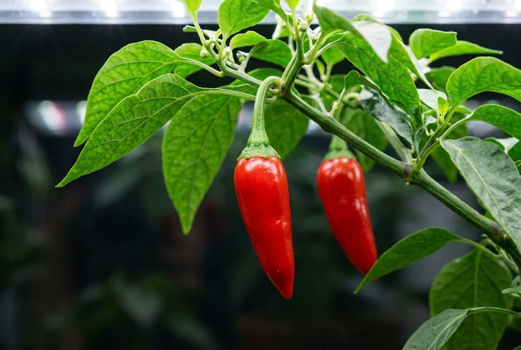 On-plant macro view of glossy red chili peppers illuminated directly from above by full-spectrum LED grow light