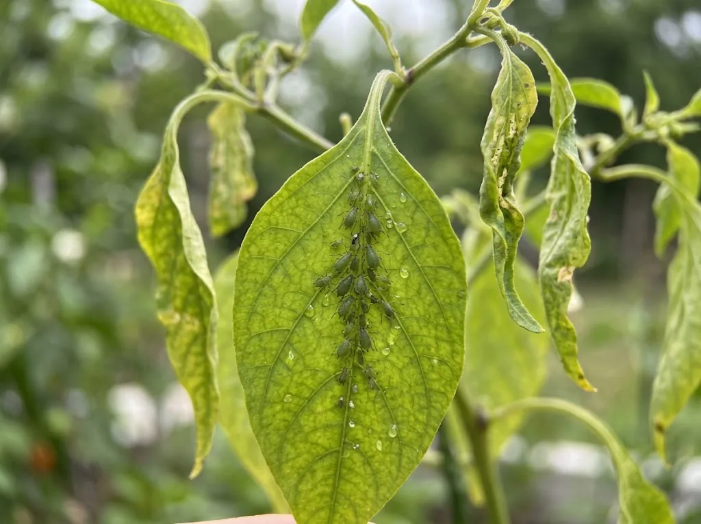 Underside of a chili leaf showing a colony of green aphids clustered along the central vein with sticky honeydew drops and neighboring leaves curled downward