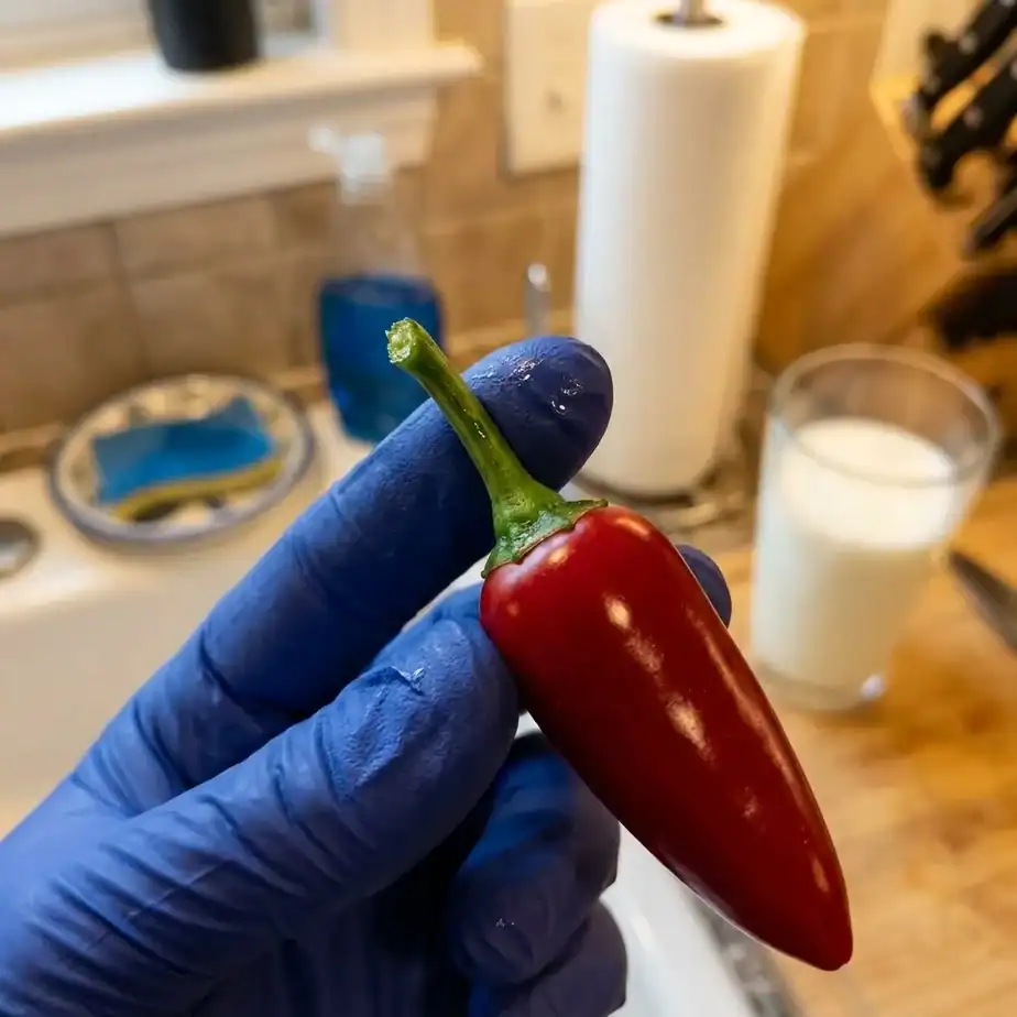 Gloved hand holding a freshly snipped red chili pepper by its short green stem with dish soap and a glass of cool milk in the background