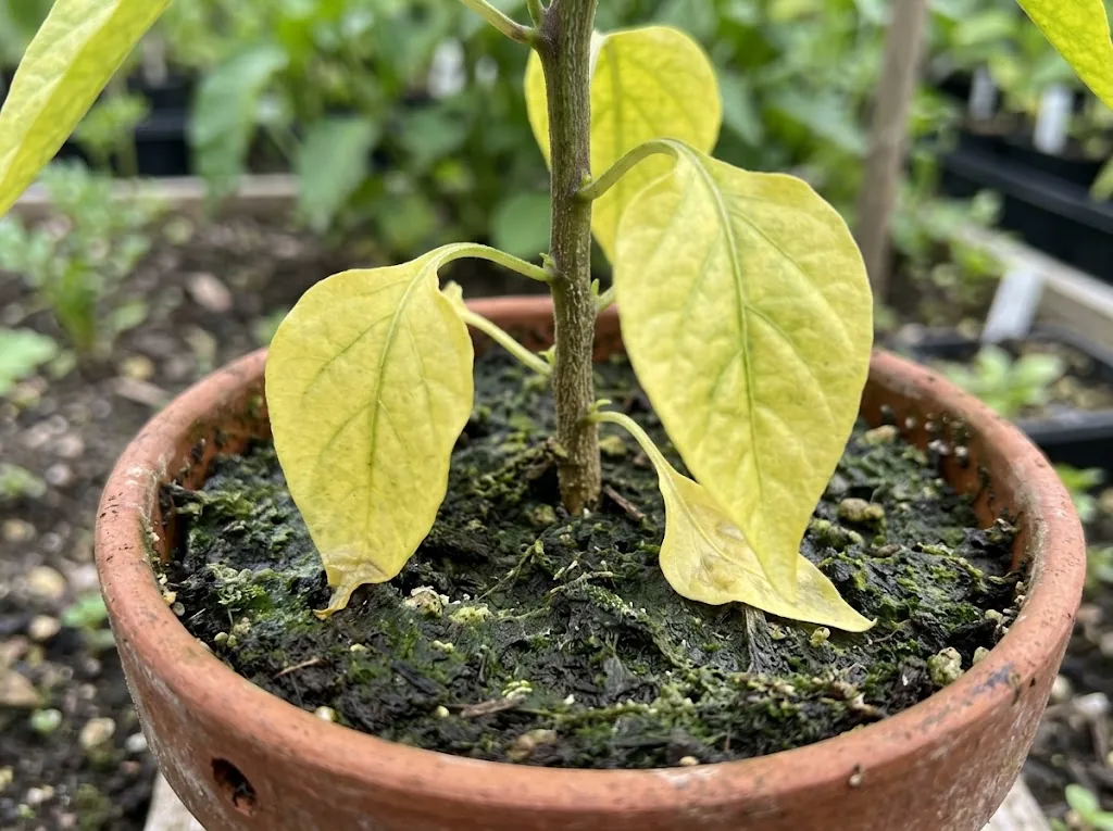 Close-up of a chili plant's lower leaves turning pale yellow from overwatering, sitting above damp compost with a faint green algae film