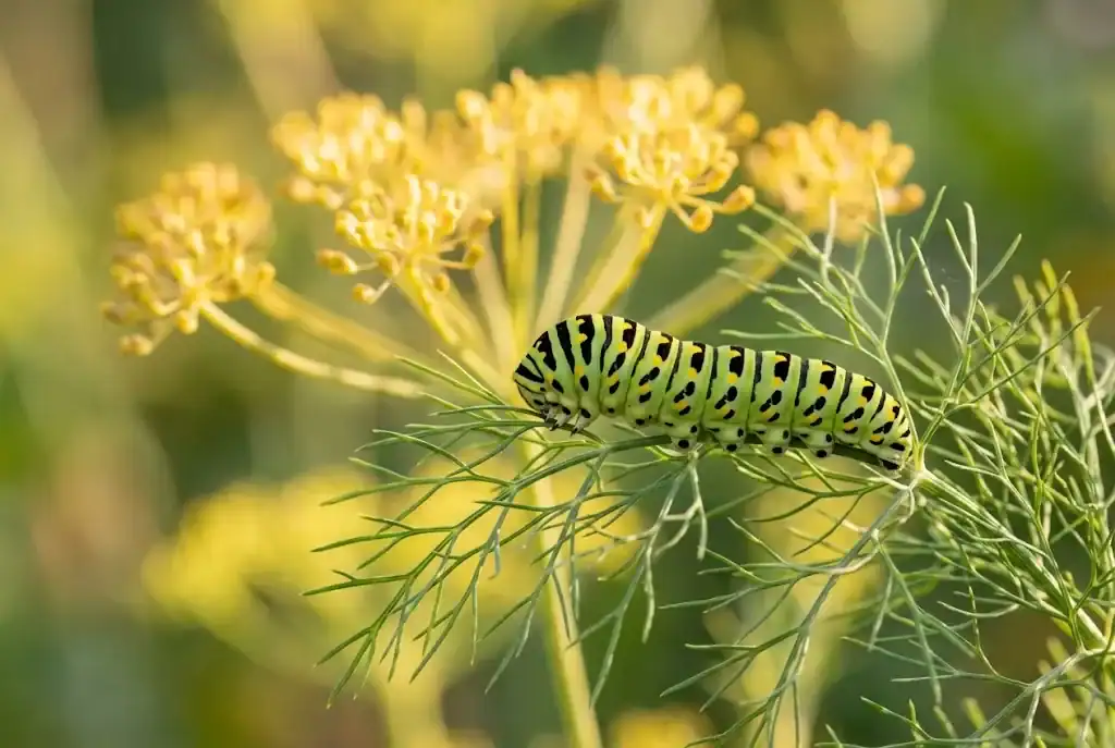 Striped green and black parsleyworm swallowtail caterpillar resting on feathery fennel leaves
