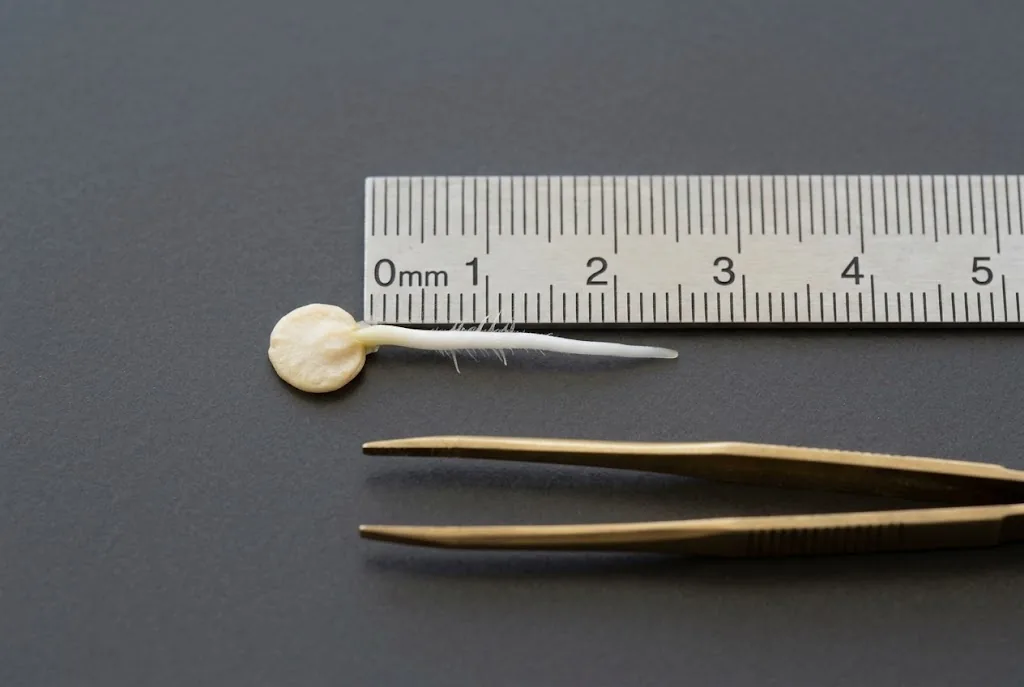 Freshly sprouted chili seed with 5-millimeter taproot beside stainless steel millimeter ruler and brass tweezers