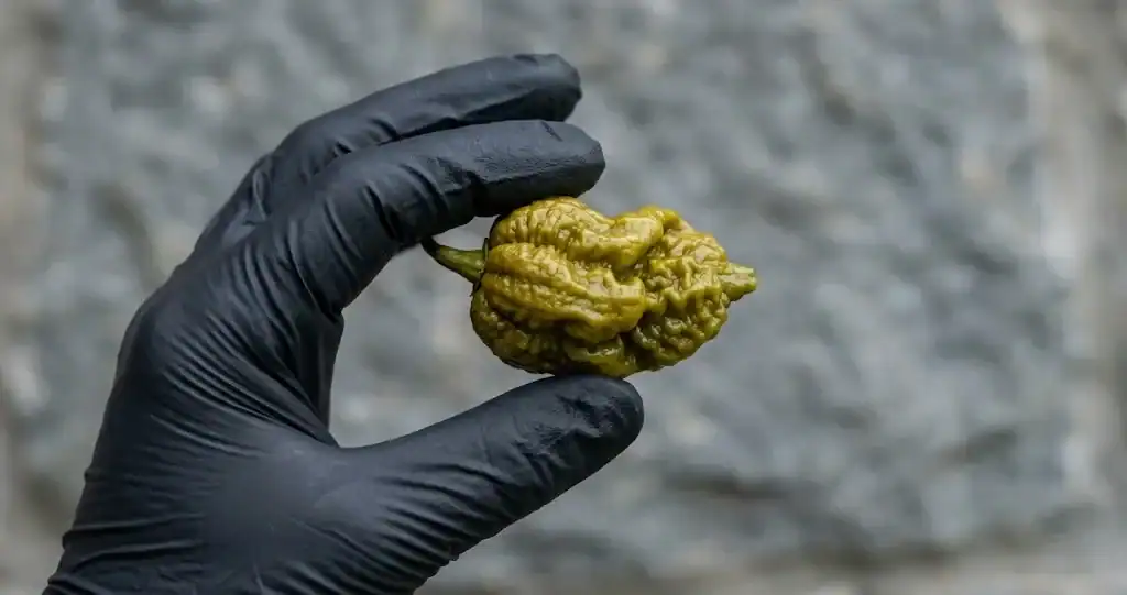 Black nitrile gloved hand holding a mature contorted Pepper X chili pod between finger and thumb against grey stone