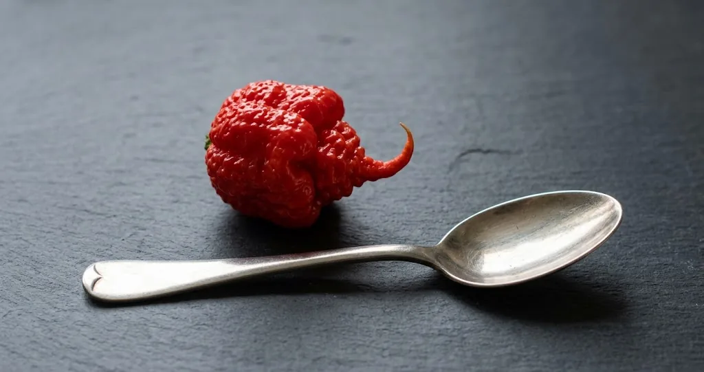 Ripe red Carolina Reaper beside a silver teaspoon on charcoal slate