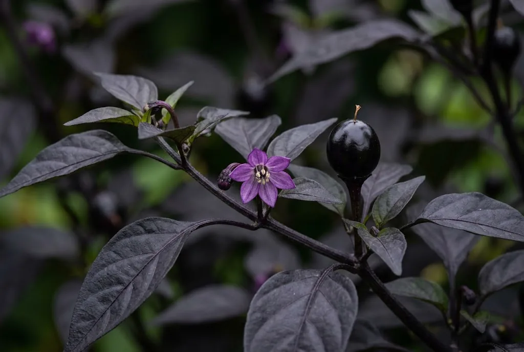 Purple flower and glossy black forming pod on a Black Pearl pepper branch