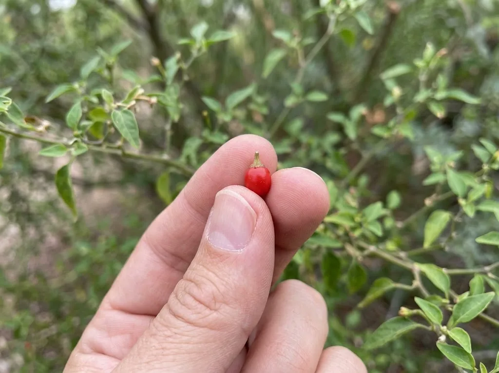 A single round ripe red chiltepin beside a ruler to show its tiny size