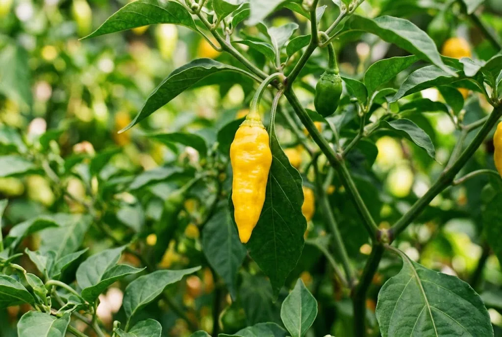 Ripe Ají Lemon Drop pod growing on the plant