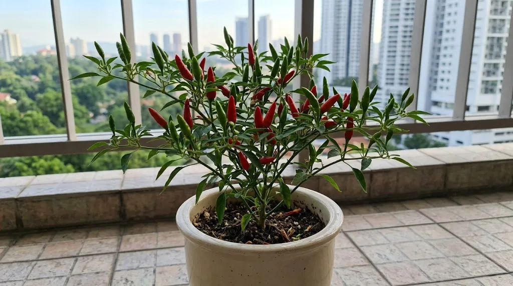 A compact Cili Padi Capsicum frutescens plant with attached green and ripe red tapering pods on a Kuala Lumpur balcony.